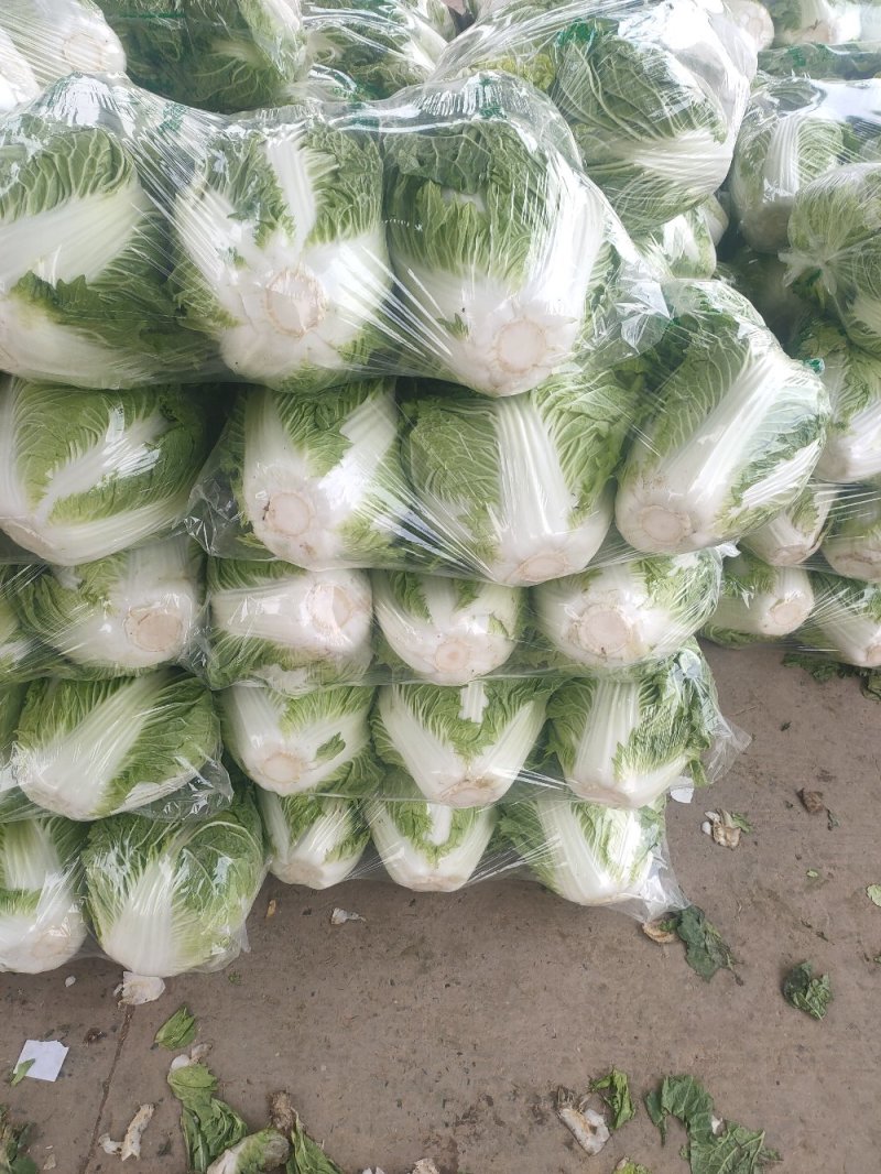 秦白2号白菜大量上市保质保量色泽好4-6斤可视频看货