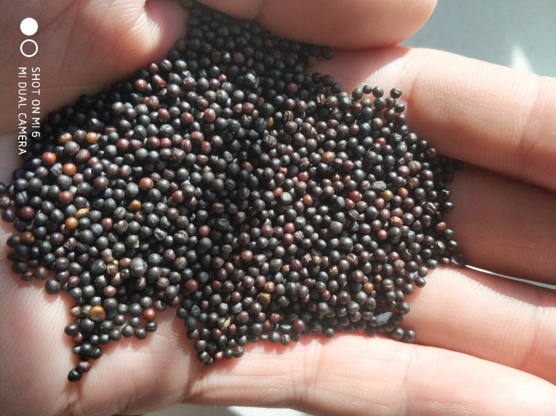 呼伦贝尔2022年六月销售新油菜籽，高含油，味香。
