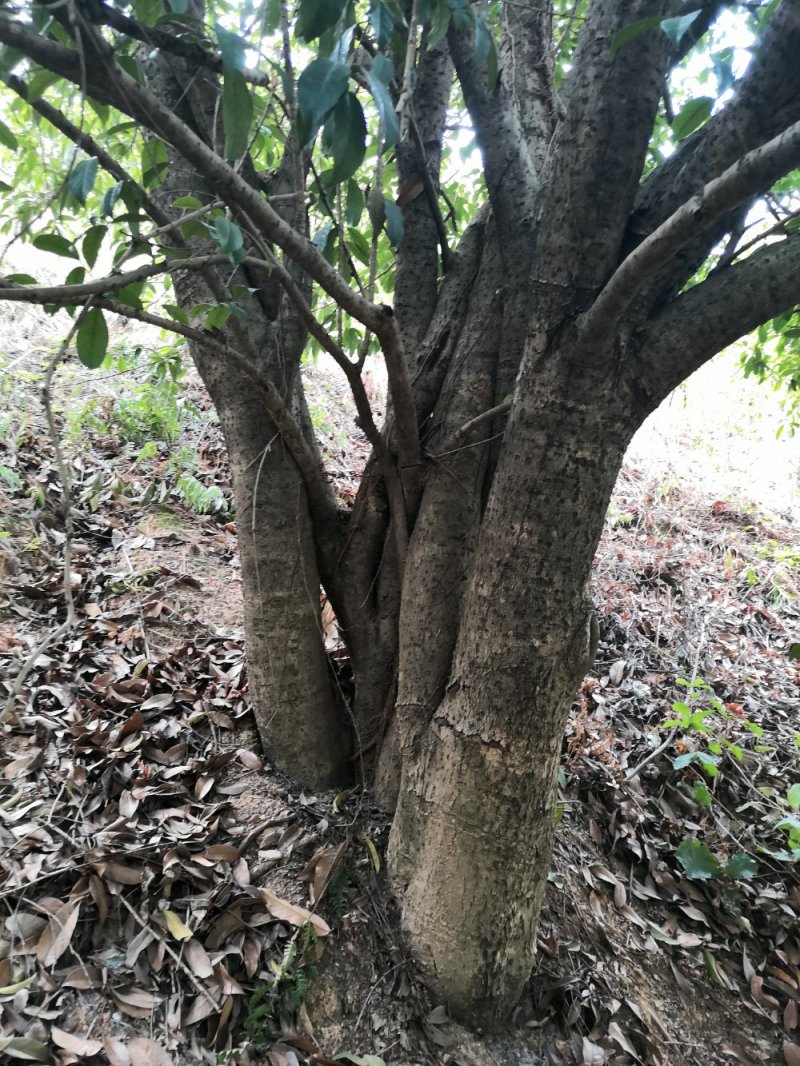 丛生桂花15-20-30-40-50-70公分各规格树