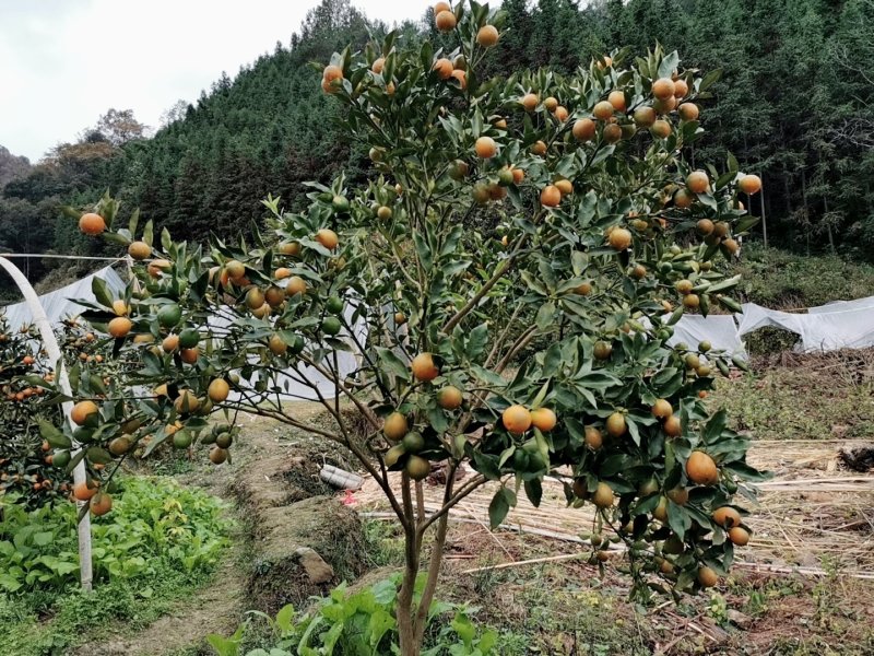 广西融安金桔滑皮金桔新鲜水果当季整箱5斤包邮现摘现发黄皮