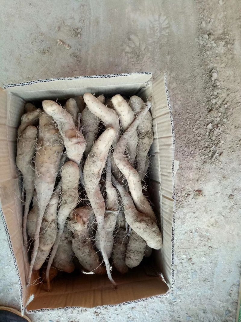 山药豆苗，山药嘴子，山药种苗，山药苗
