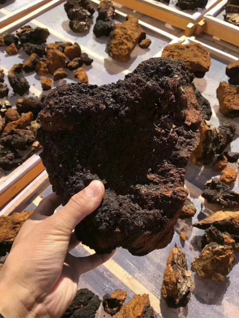 长白山野生20年生桦树茸一斤起卖包邮产地直供当天发货