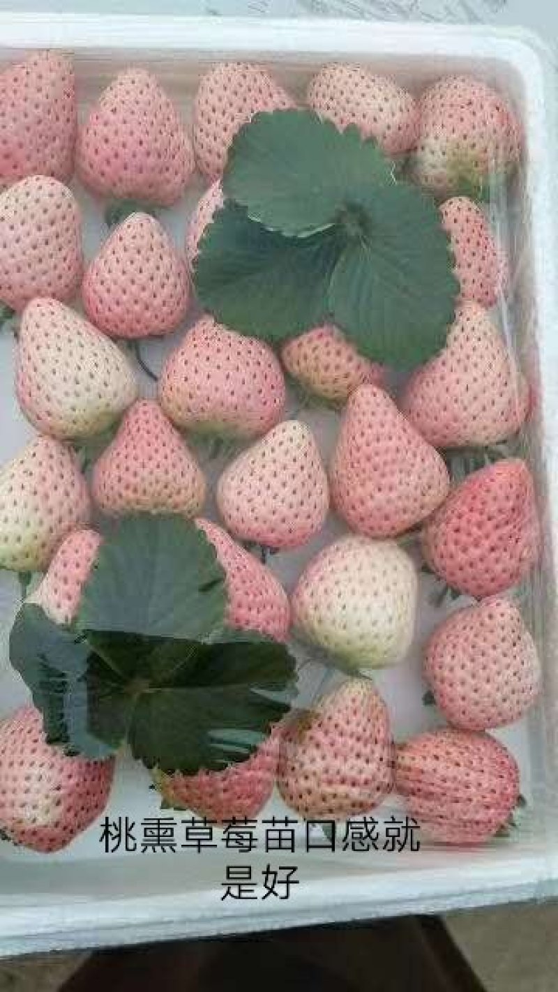 瑞涛苗木有限公司红颜草莓苗。章记草莓苗。桃熏草莓