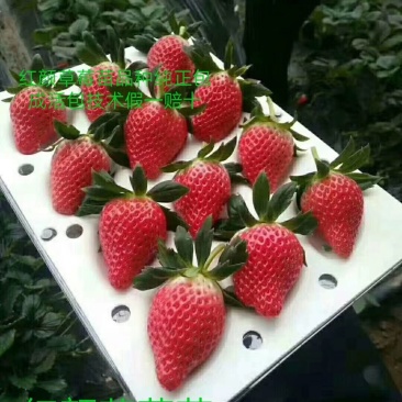 瑞涛苗木有限公司红颜草莓苗。章记草莓苗。桃熏草莓