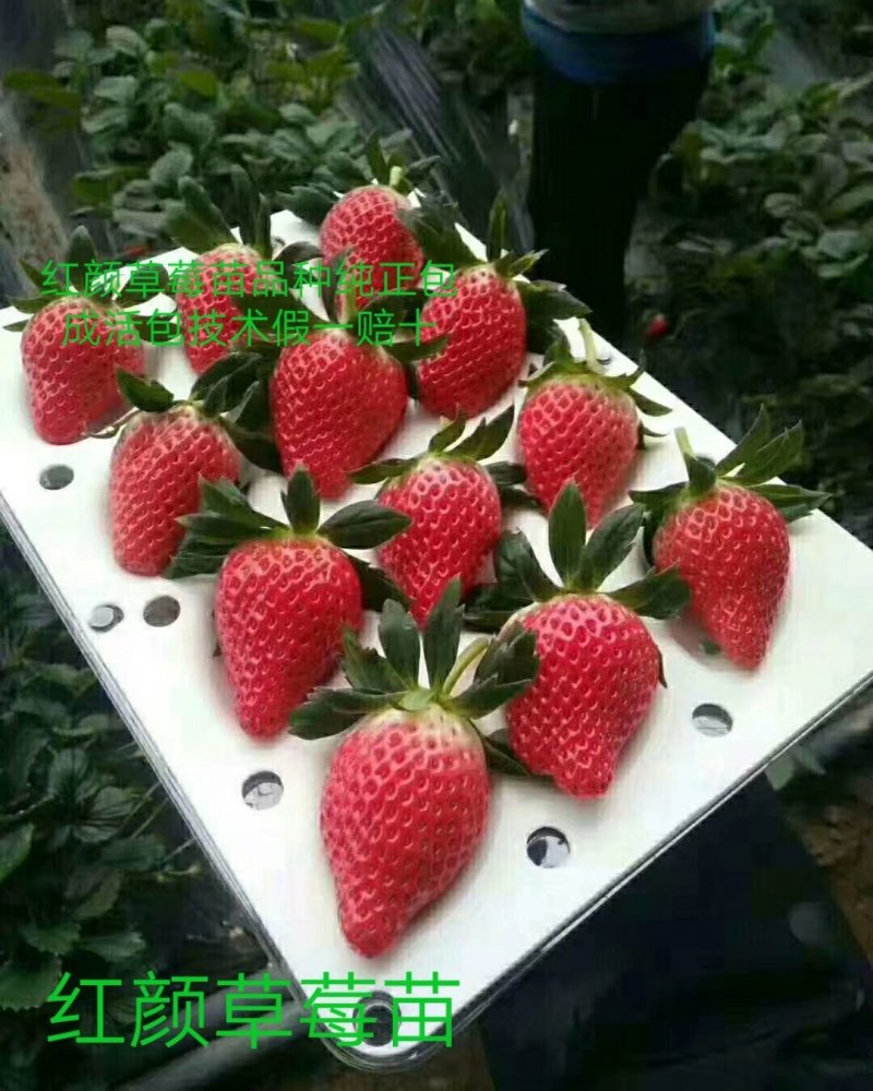 瑞涛苗木有限公司红颜草莓苗。章记草莓苗。桃熏草莓