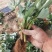 瑞涛苗木有限公司红颜草莓苗。章记草莓苗。桃熏草莓