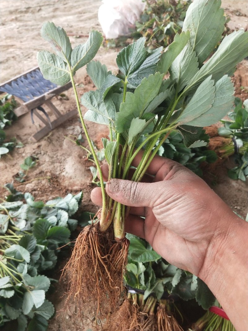 瑞涛苗木有限公司红颜草莓苗。章记草莓苗。桃熏草莓