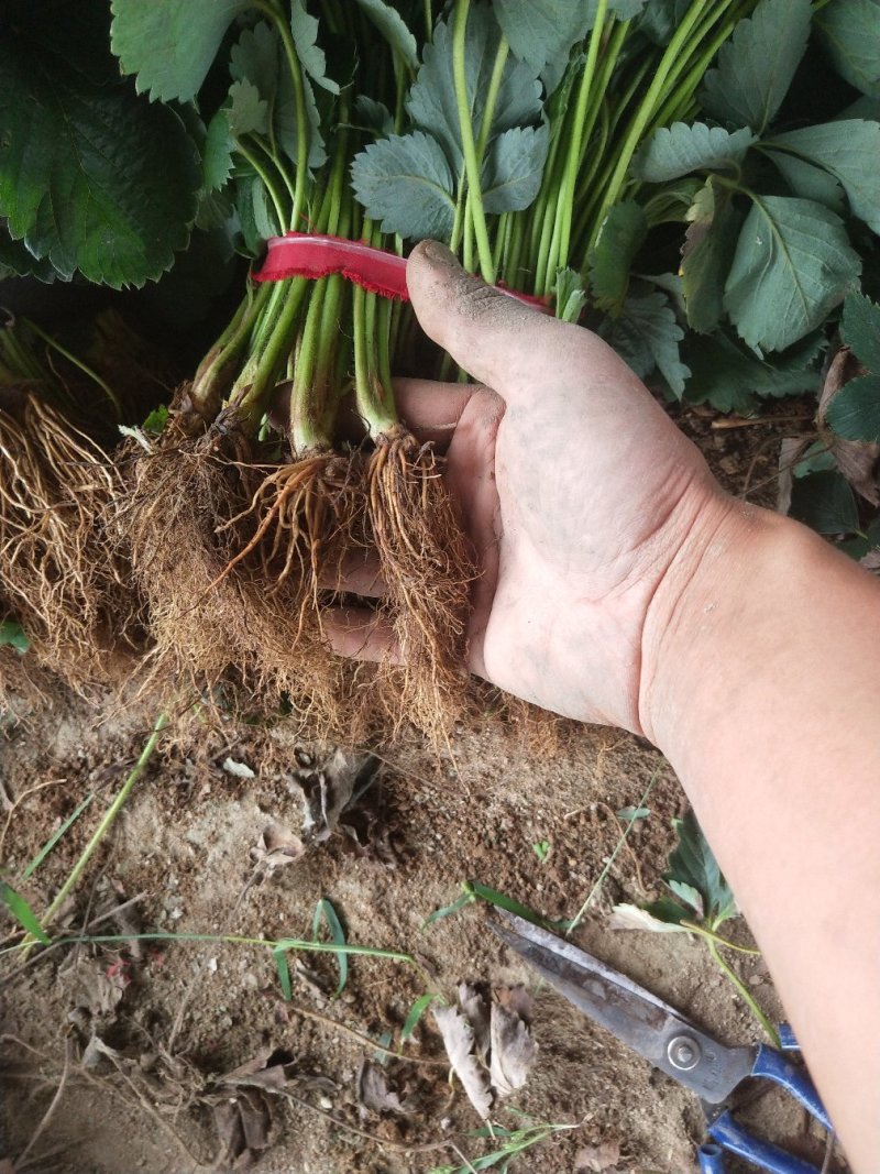 瑞涛苗木有限公司红颜草莓苗。章记草莓苗。桃熏草莓