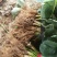 瑞涛苗木有限公司红颜草莓苗。章记草莓苗。桃熏草莓