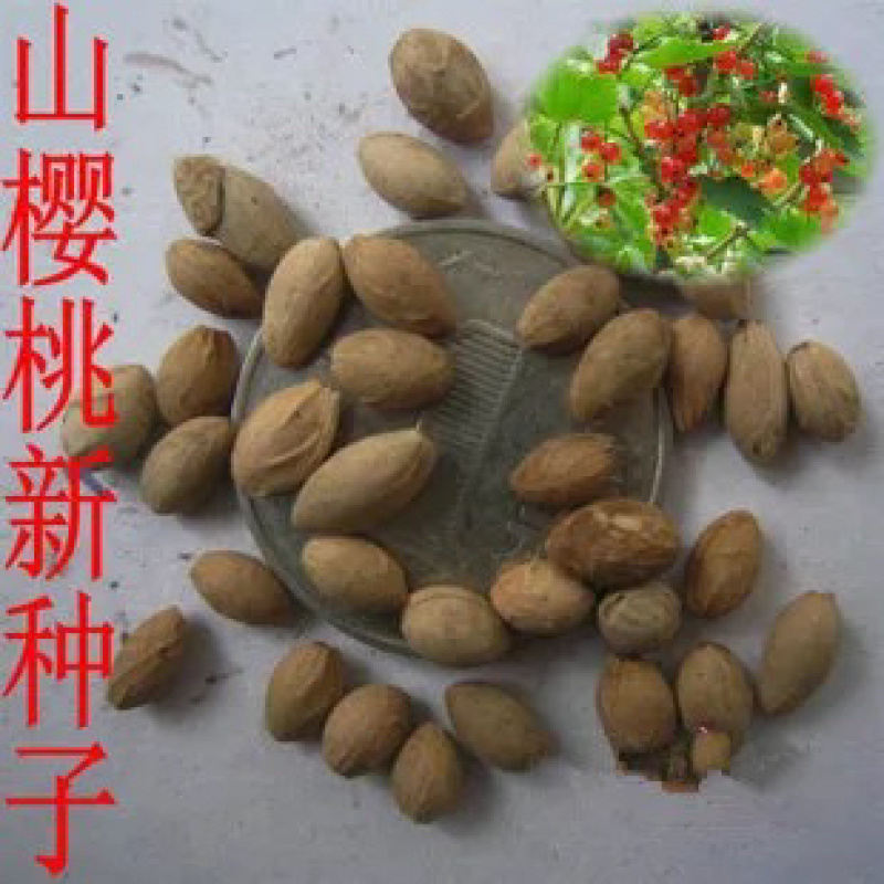 山樱桃种子嫁接樱桃毡木种子