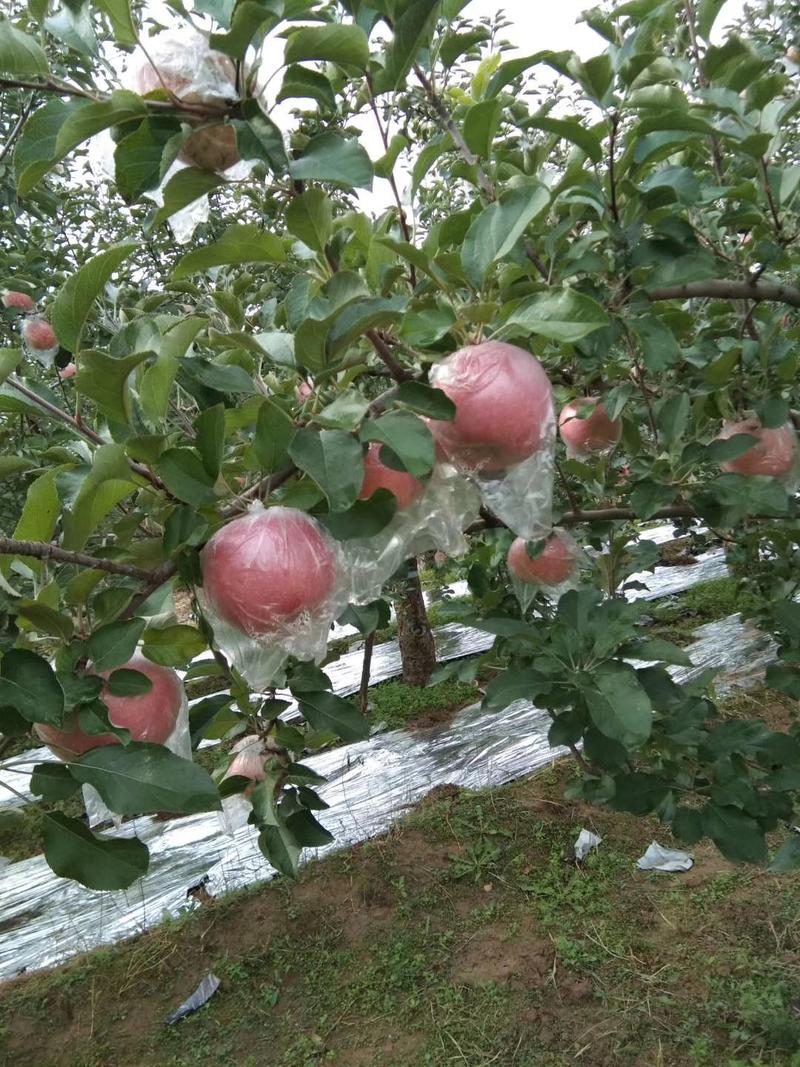 【膜袋苹果】红富士苹果山西基地直供冰糖心口感脆甜电联