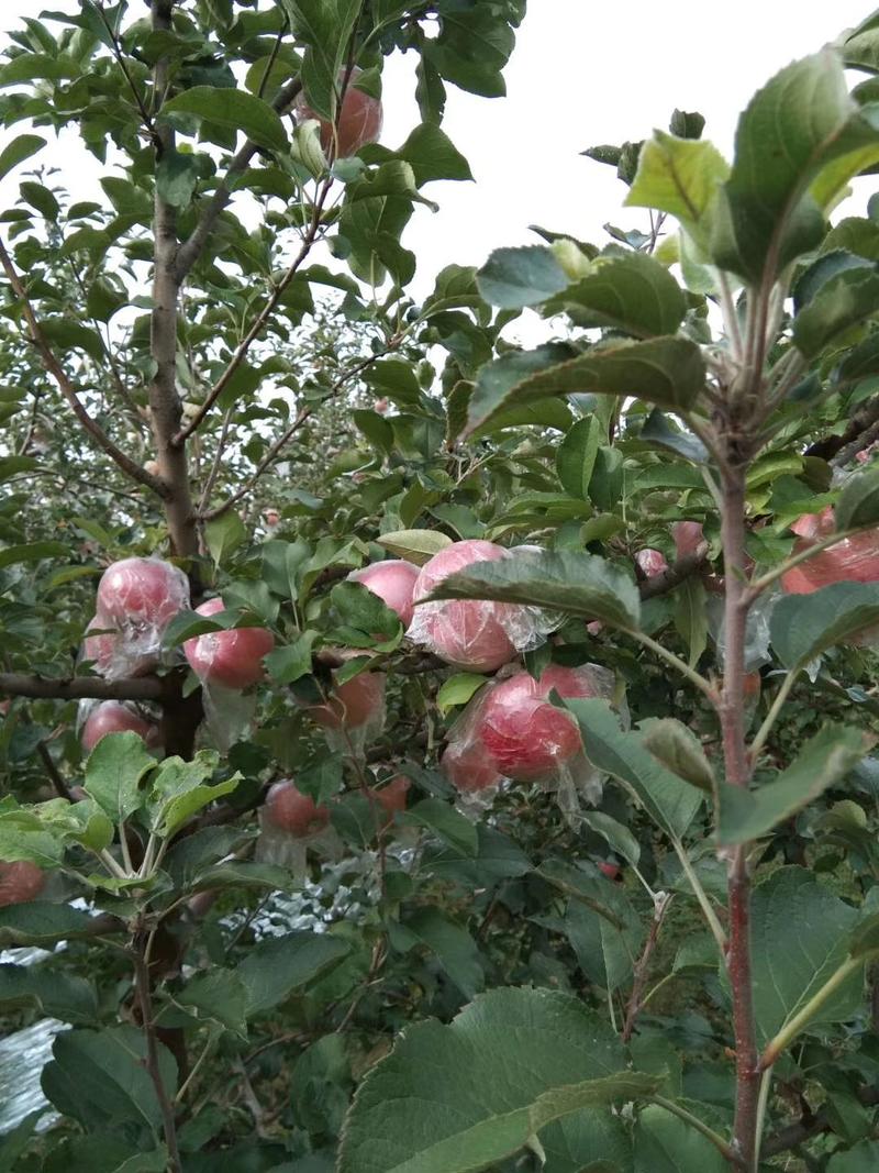 【膜袋苹果】红富士苹果山西基地直供冰糖心口感脆甜电联