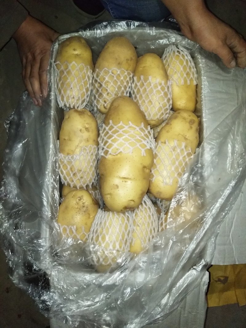 荷兰十五土豆大量供应箱装精品超袋装加工厂货