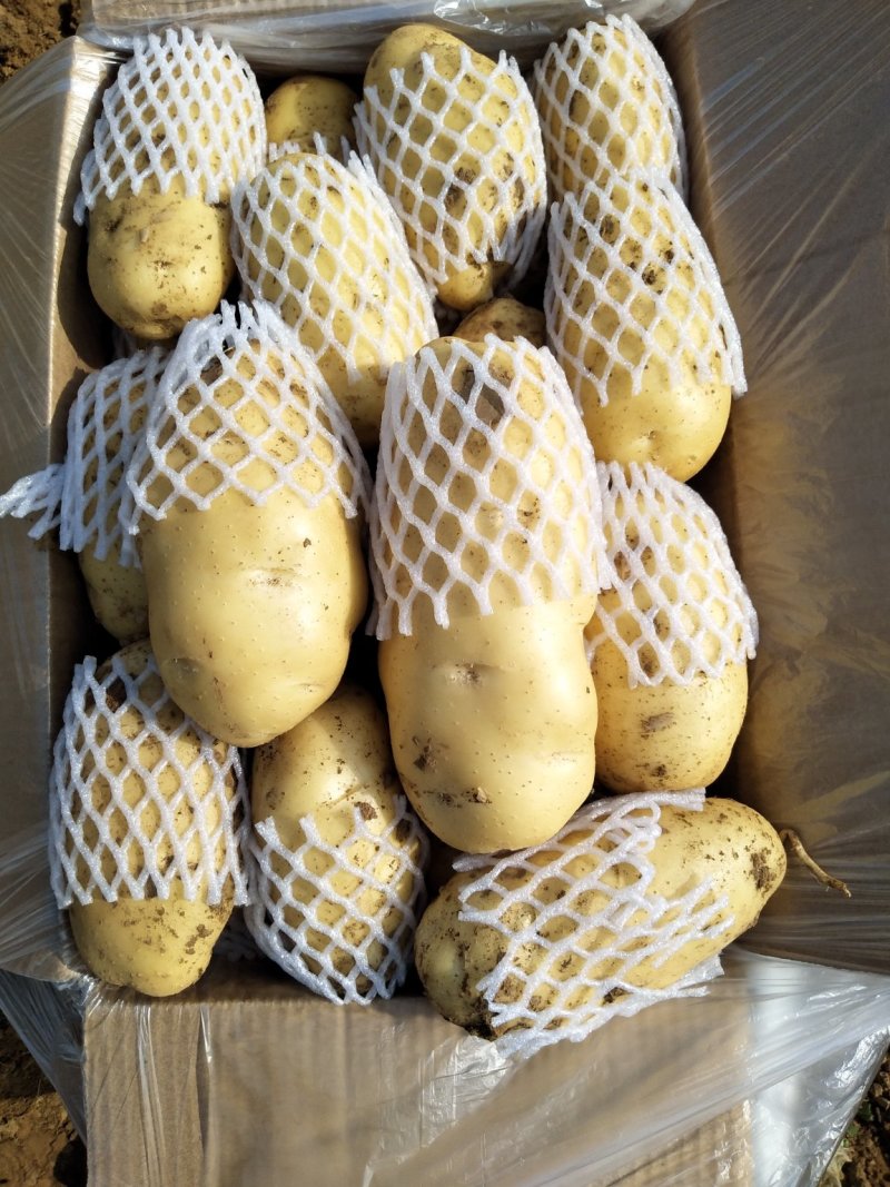 荷兰十五土豆大量供应箱装精品超袋装加工厂货