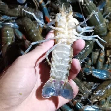 澳洲淡水小龙虾好品质，健康，干净