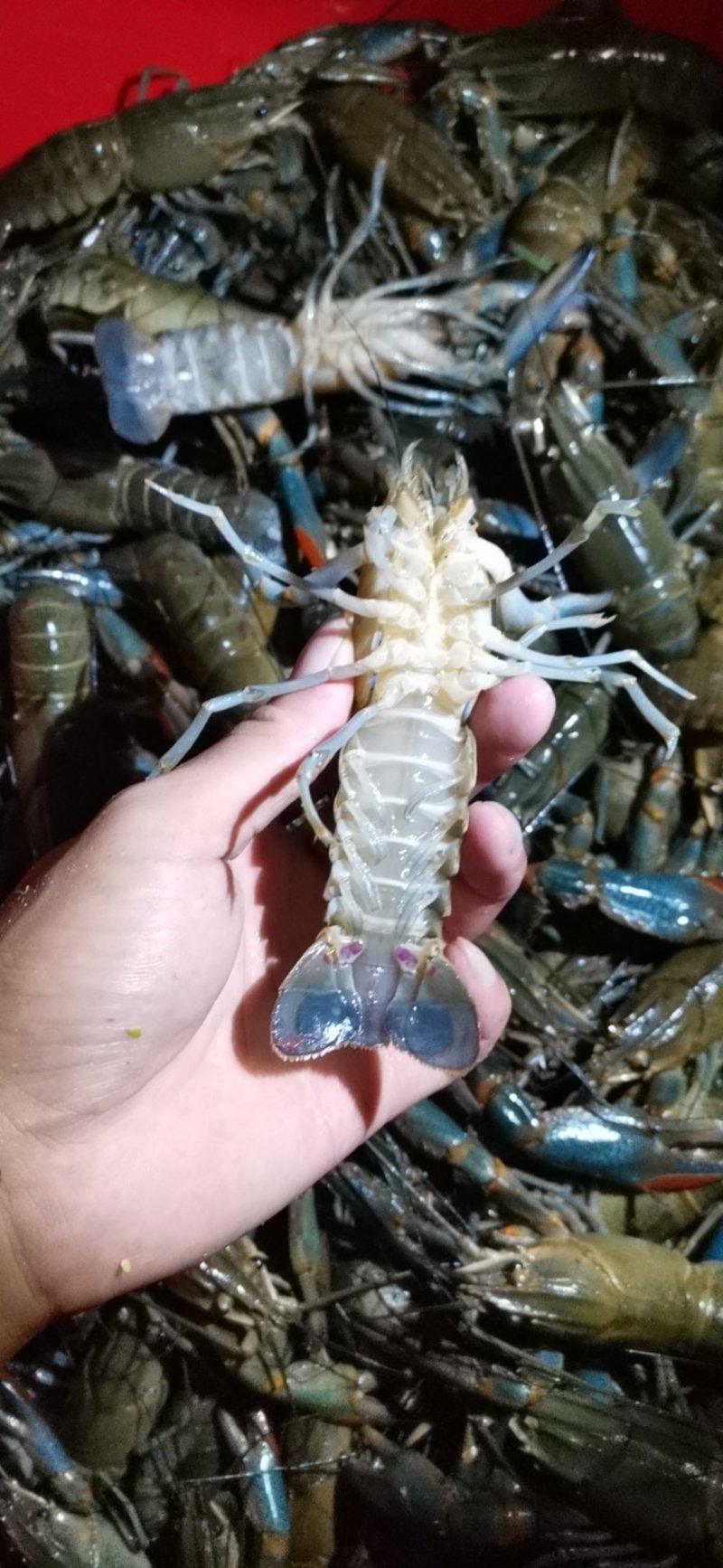 澳洲淡水小龙虾好品质，健康，干净