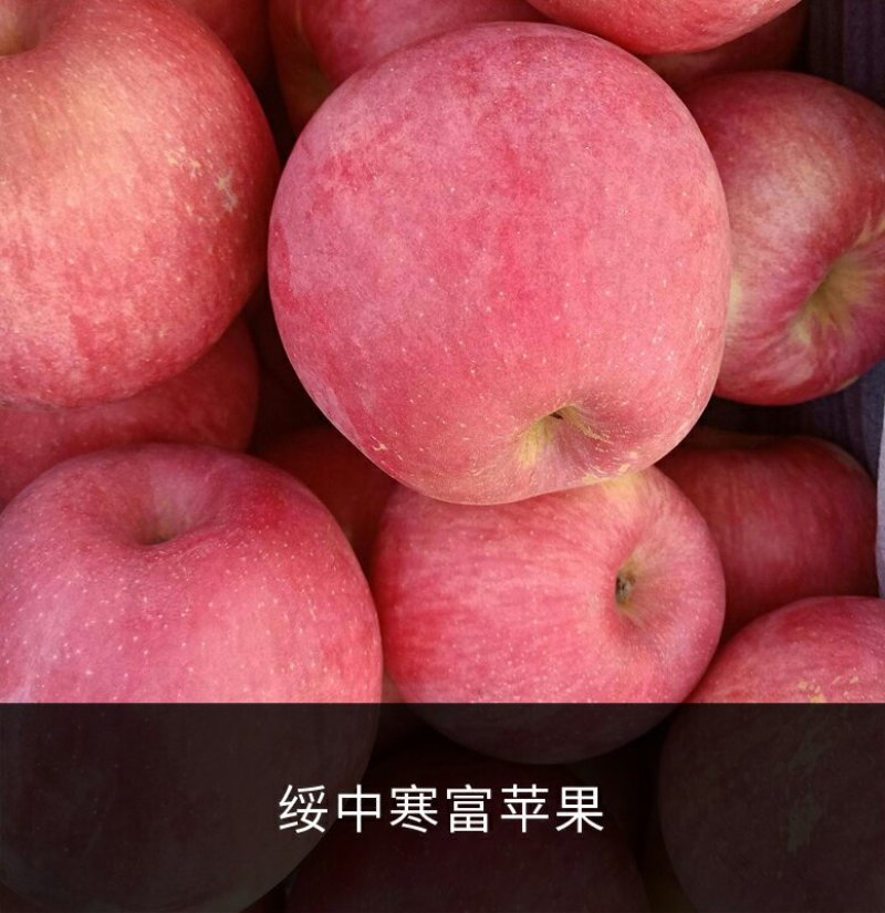 绥中寒富苹果主产区颜色上好了，现货皮毛亮好，优质实力代办