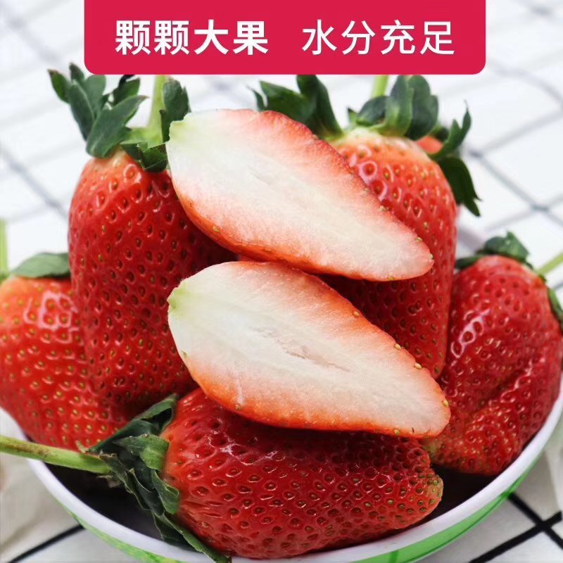 脱毒妙香7号产地直供精品矮壮苗免费提供技术支持。