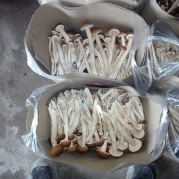 寻找茶树菇销售合作伙伴及多方位合作伙伴