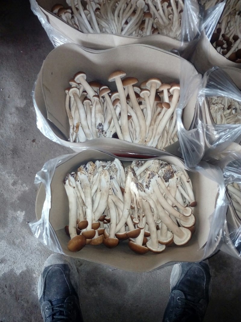 寻找茶树菇销售合作伙伴及多方位合作伙伴