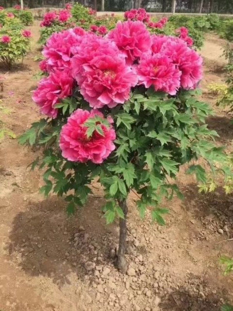 牡丹，观赏牡丹树，独杆牡丹，自产自销，一手货源