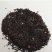 五彩石竹种子科多年生草本植物