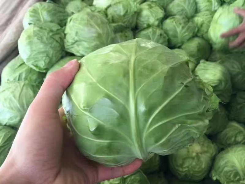 精品中甘甘蓝系列，一年四季，大量供应，物美价廉