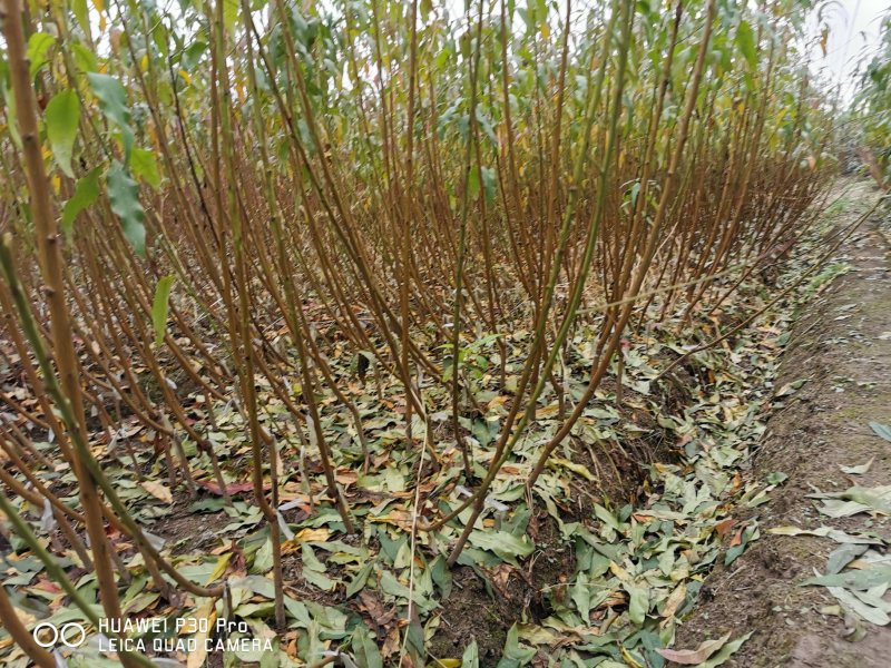 毛桃树苗毛桃苗占地实生桃树苗野桃树苗桃砧木苗