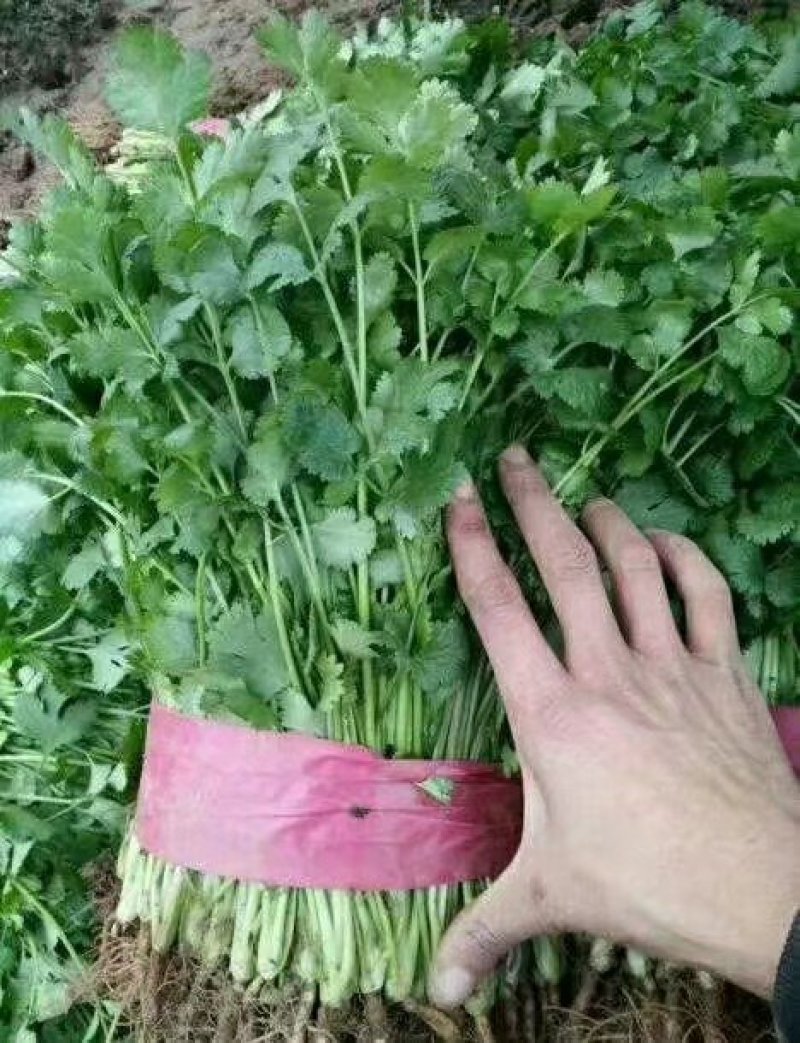 大叶香菜20~25厘米以上，一年四季蔬菜