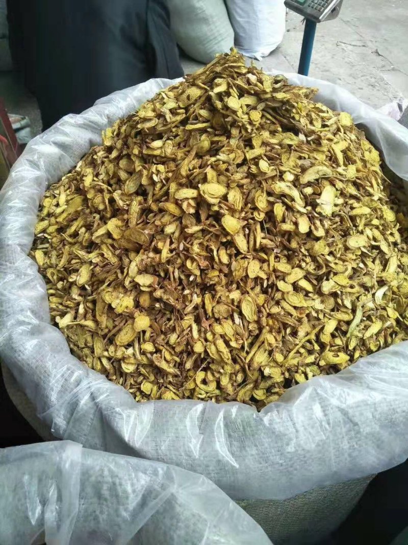 黄芩甘肃黄芩