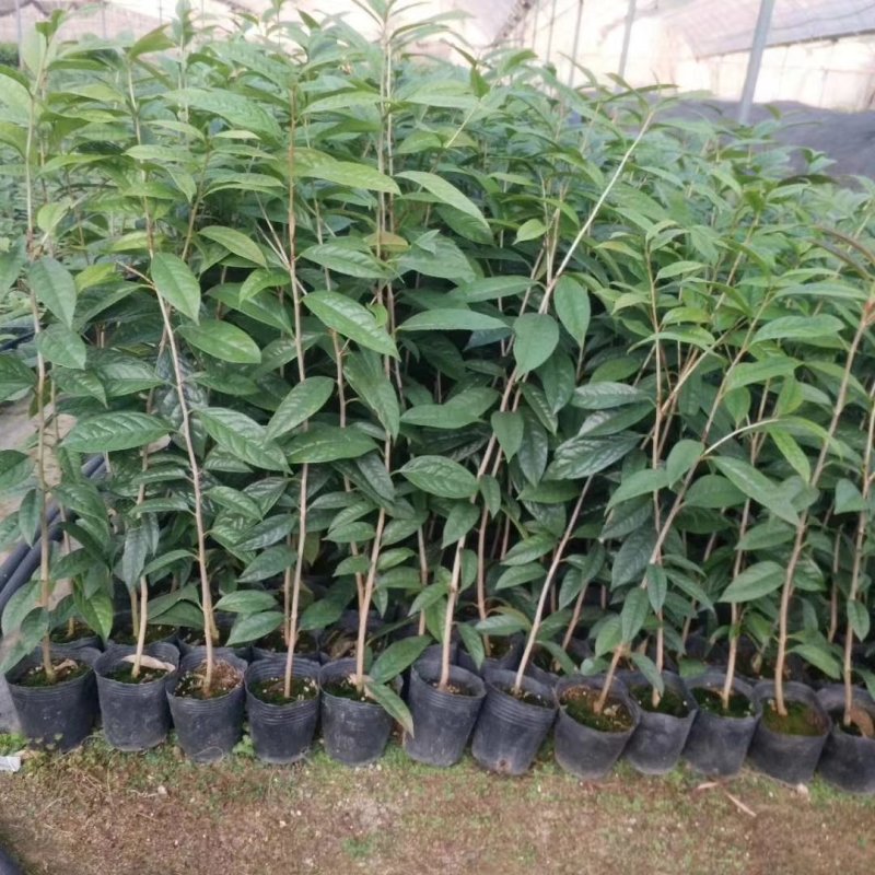 金花茶树苗，带营养杯发货的，苗子靓丽，大小规格都有