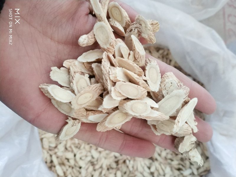 黄芪种子宕昌产地低杆黄芪种子