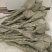 大红袍李子挂果早现挖高成活率品种纯正可签合同