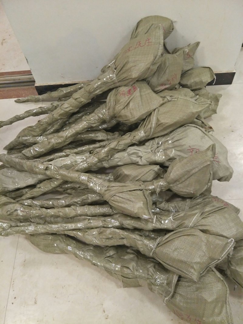 大红袍李子挂果早现挖高成活率品种纯正可签合同