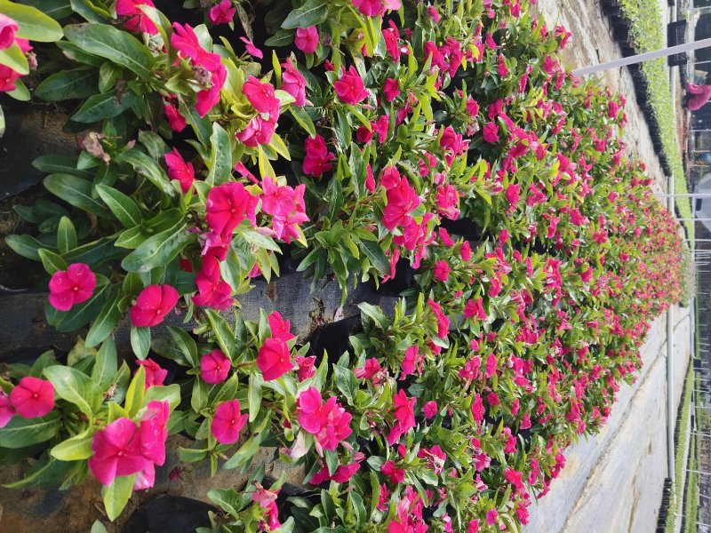 进口长春花，广东省佛山基地直销
