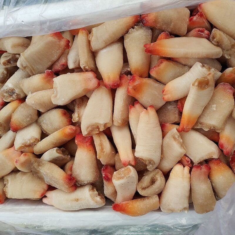 新鲜象拔蚌头冷冻鲜捉鲜剥