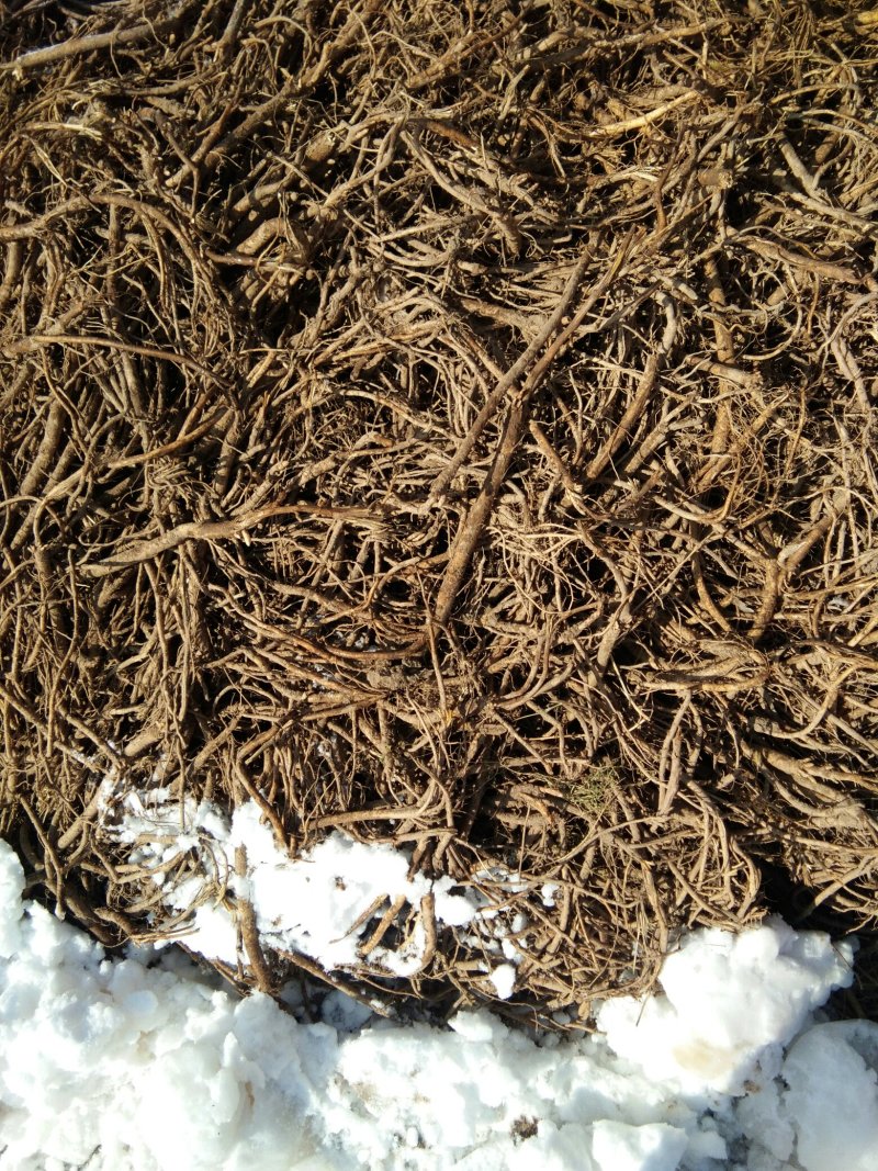精品黄芪片人工自己种植自产自销无任何添加剂