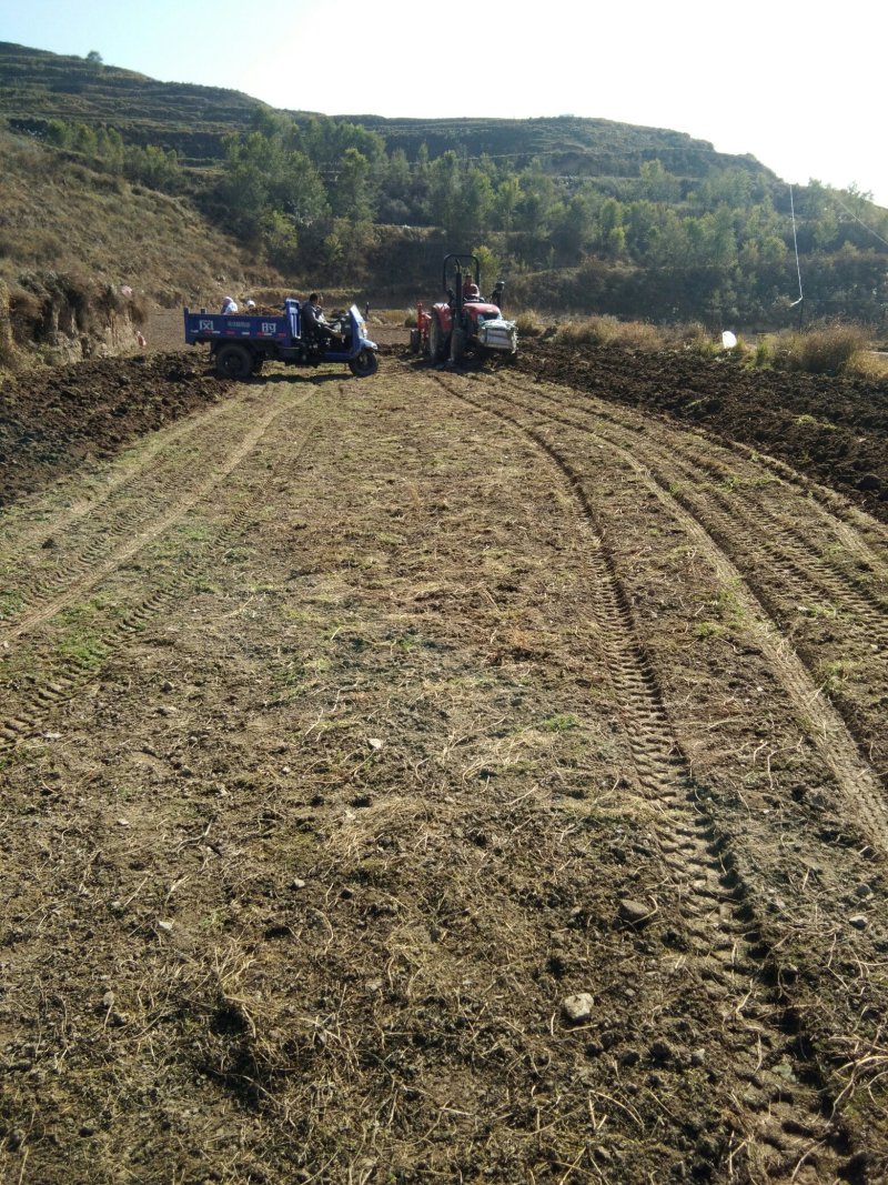精品黄芪片人工自己种植自产自销无任何添加剂
