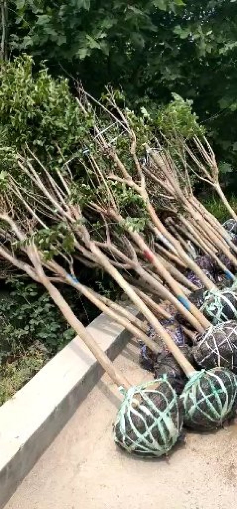 百日红苗紫薇苗定杆百日红80cm以上