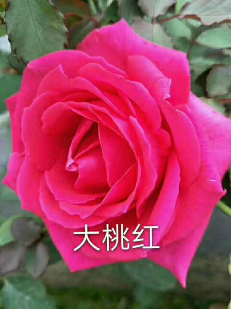 1-2年玫瑰大苗月季大苗站枝好绿化园林工程苗量大从优