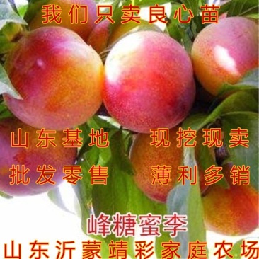 蜂糖蜜李嫁接李子树苗品种李子树苗南北方种植李子苗现挖现卖