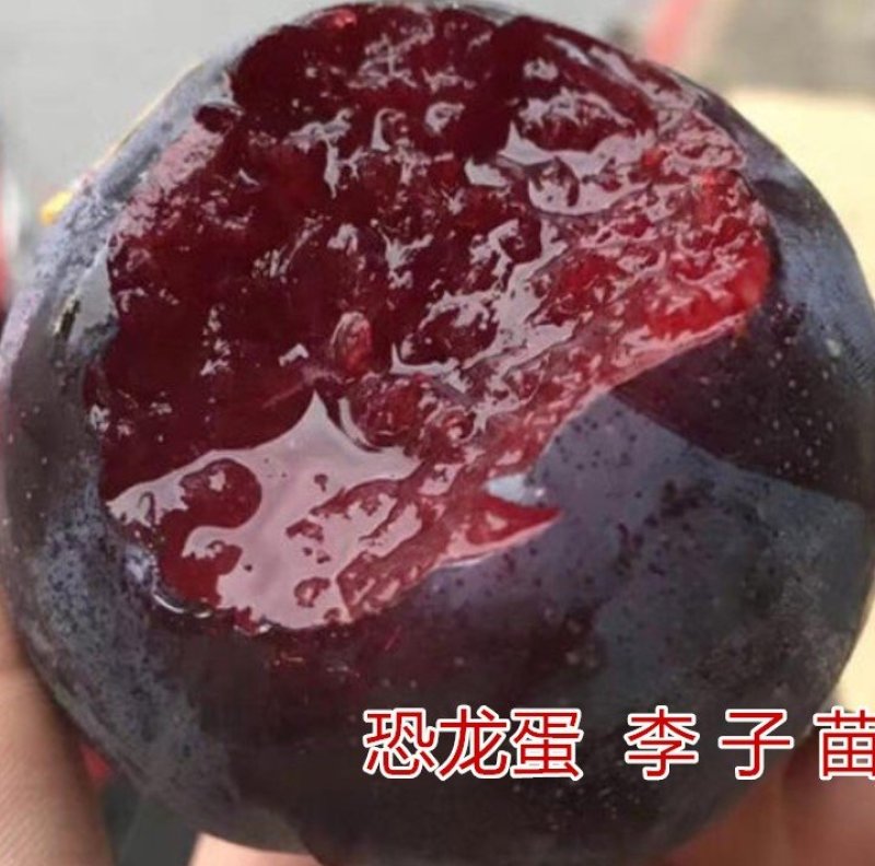 蜂糖蜜李嫁接李子树苗品种李子树苗南北方种植李子苗现挖现卖