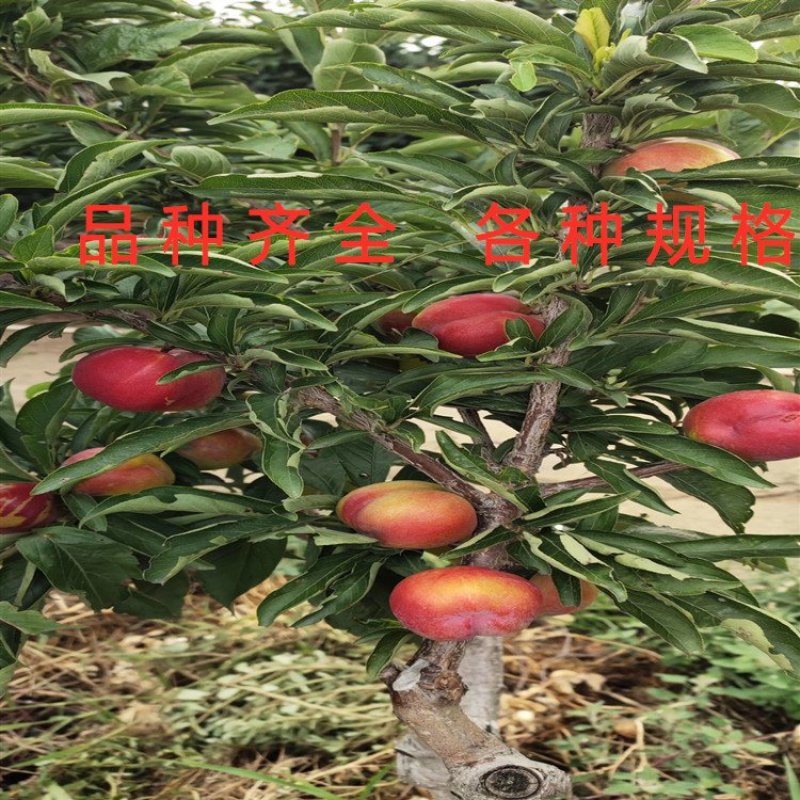 蜂糖蜜李嫁接李子树苗品种李子树苗南北方种植李子苗现挖现卖