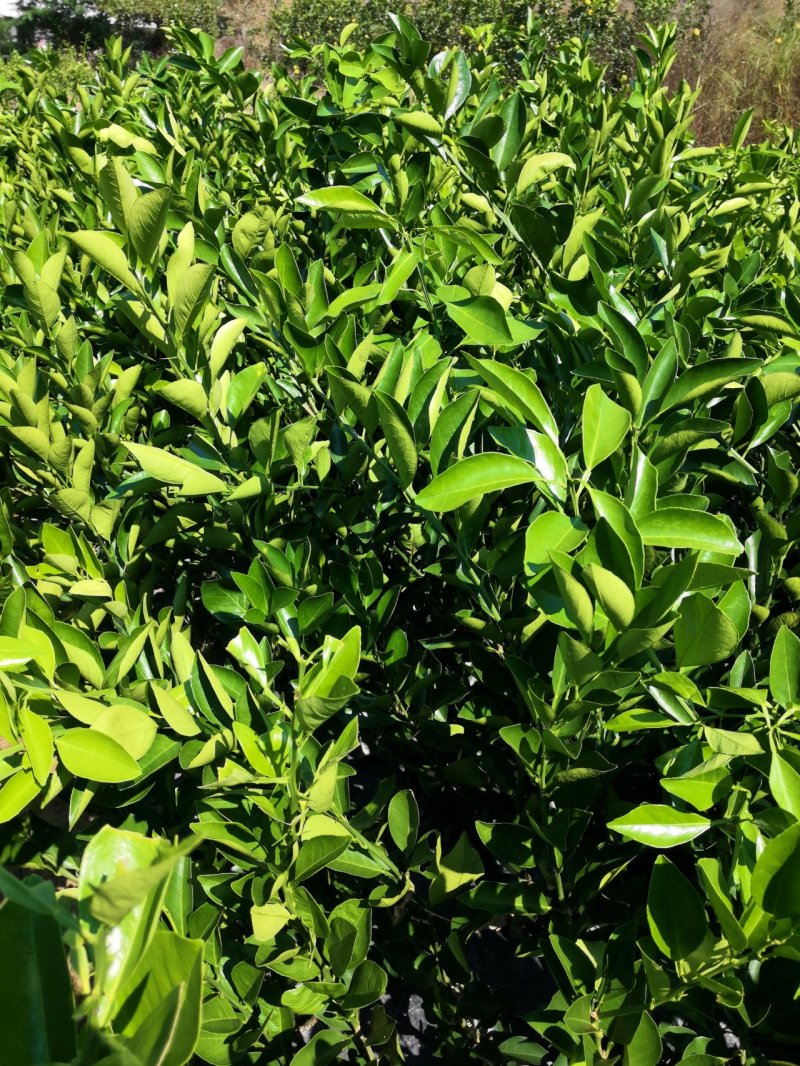 橙子苗，锦密冰糖橙，苗圃直供一手货源，保证成活，死苗补发