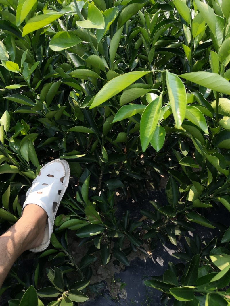 橙子苗，锦密冰糖橙，苗圃直供一手货源，保证成活，死苗补发