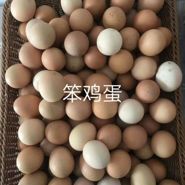 笨鸡蛋60枚包邮当曰现产草原散养鸡蛋源头供货
