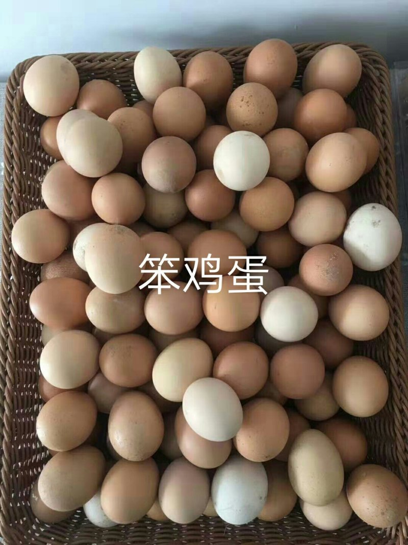 笨鸡蛋60枚包邮当曰现产草原散养鸡蛋源头供货