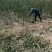苹果苗苹果树品种纯红富士苹果苗维纳斯苹果苗