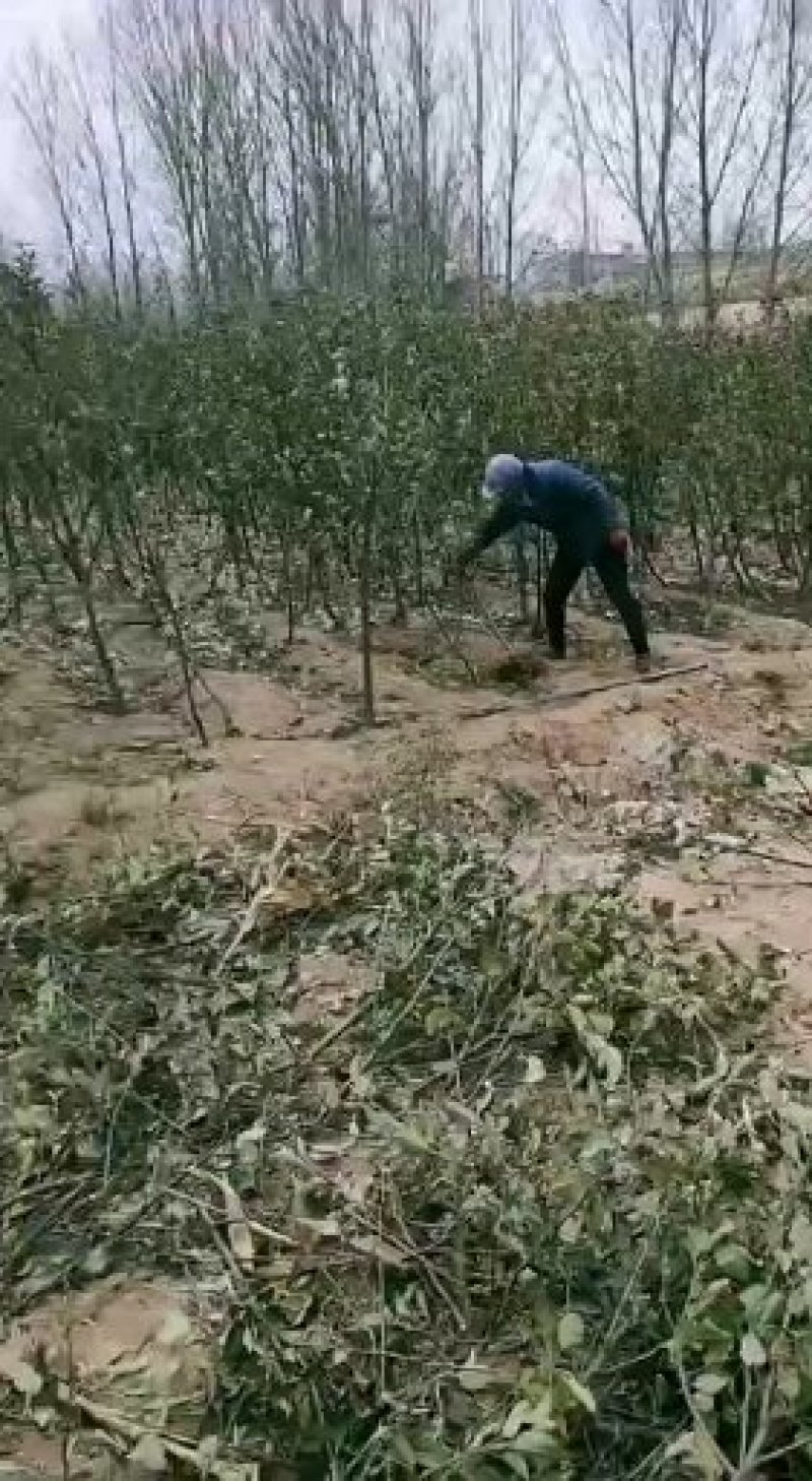 苹果苗苹果树品种纯红富士苹果苗维纳斯苹果苗