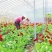 非洲菊种苗室外庭院植物阳台花卉四季开花耐寒耐热观花盆栽